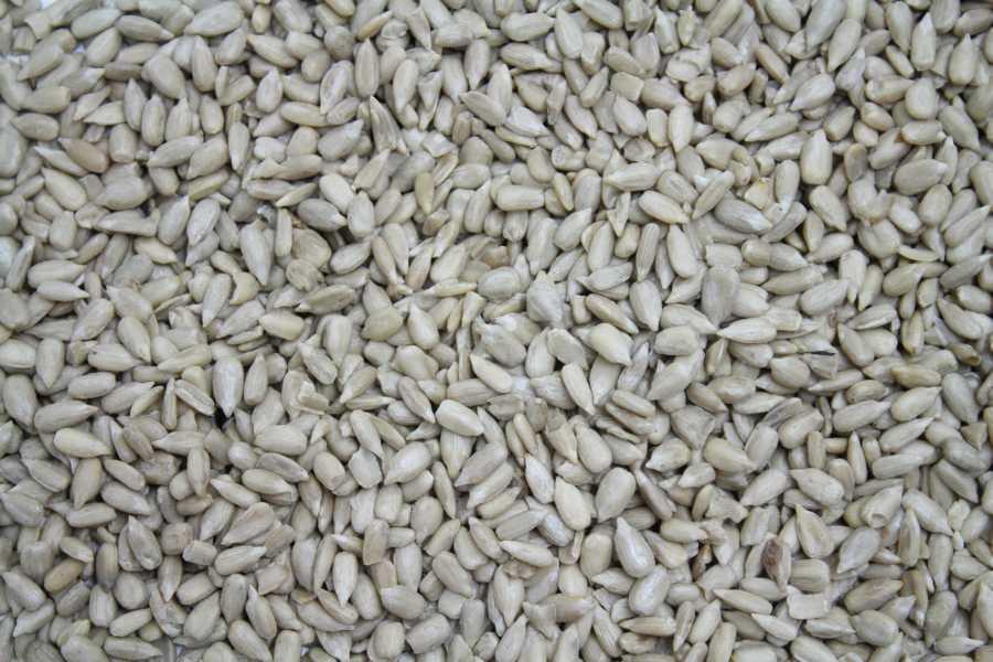 Ekologiczne nasiona slonecznika High Oleic z Europy 25kg