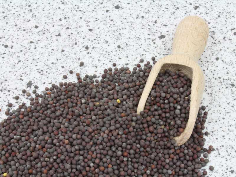 Ekologiczne cale nasiona musztardy brazowej 25kg
